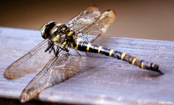 dragonfly