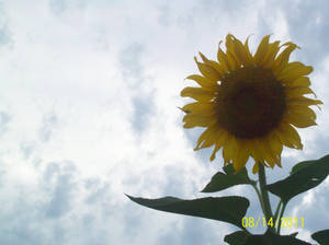 Purdy Sunflower