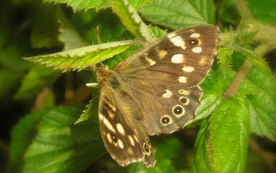 nettles and the butterfly