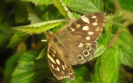 nettles and the butterfly