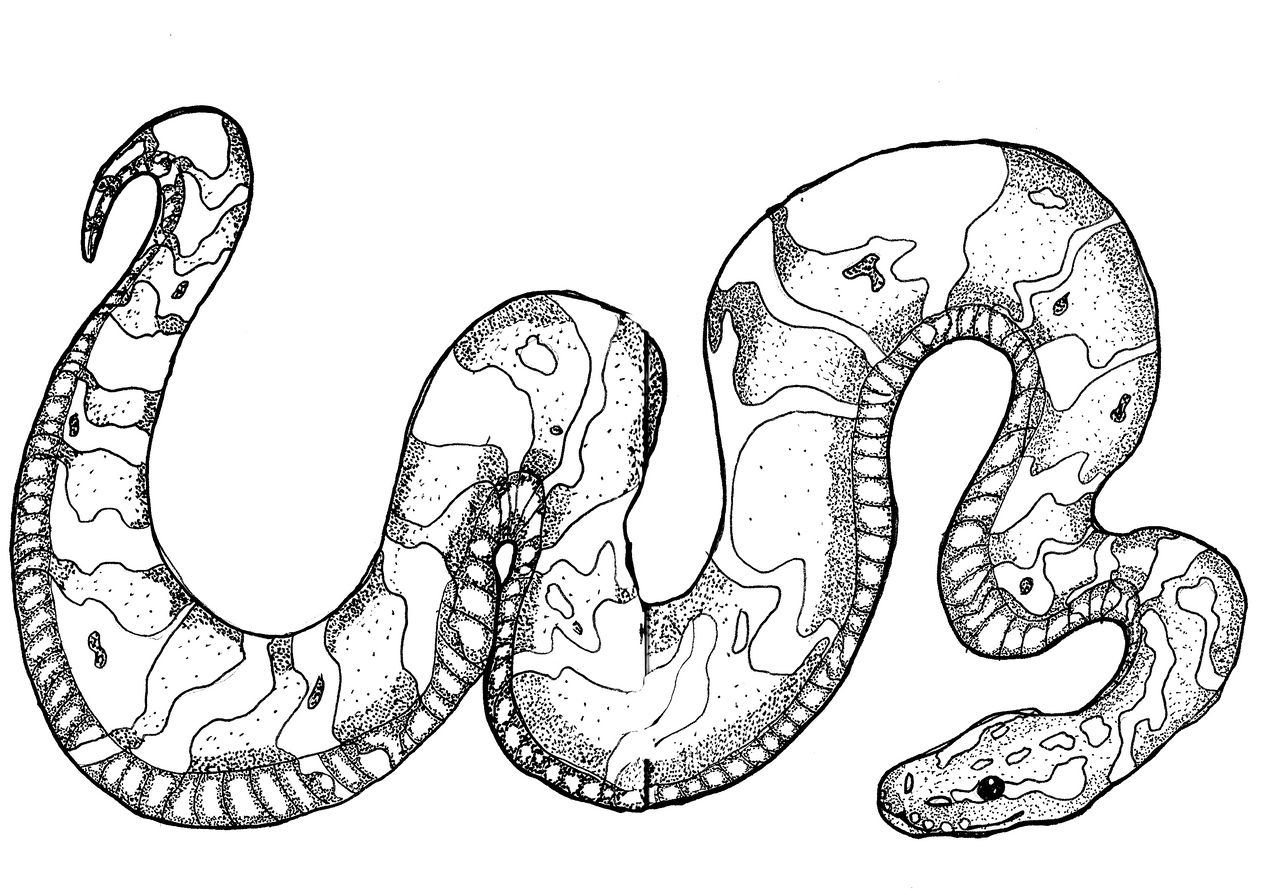 Snek Math A Python ball python snek by lisallisle on DeviantArt