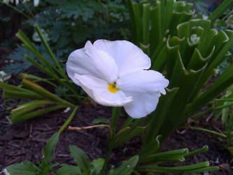 The Lone White Flower