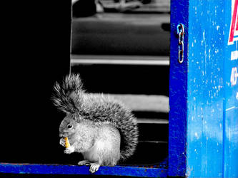 Dumpster Squirrel...