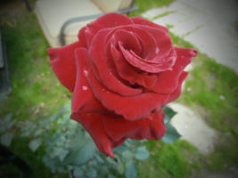 Red rose