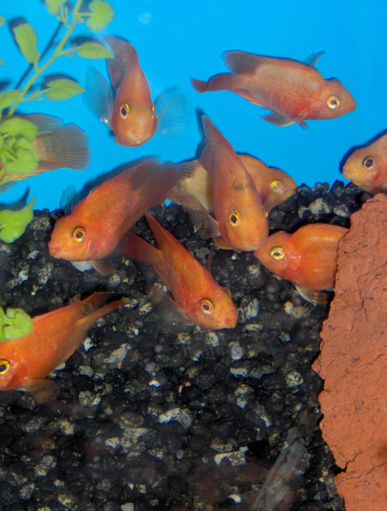 Fishifishes in PetCo. by xmynewaddiction on DeviantArt