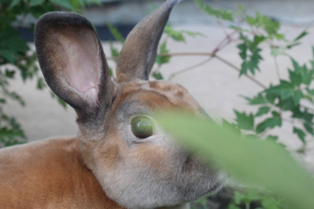 Frosted Point Rabbit FrostedBunnies - Hobbyist, General Artist | DeviantArt