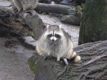 Raccoon