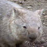 wombat.