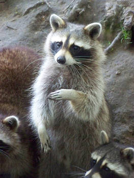 Raccoon 4