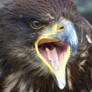 sea-eagle