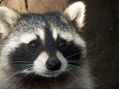 raccoon 13