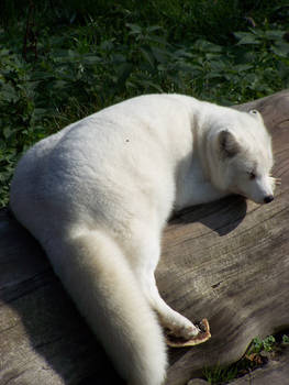 sleeping artic fox