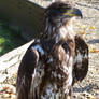 bald eagle1