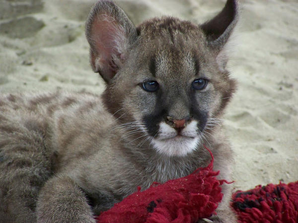 baby puma