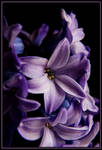 Hyacinth Close up by TThealer56