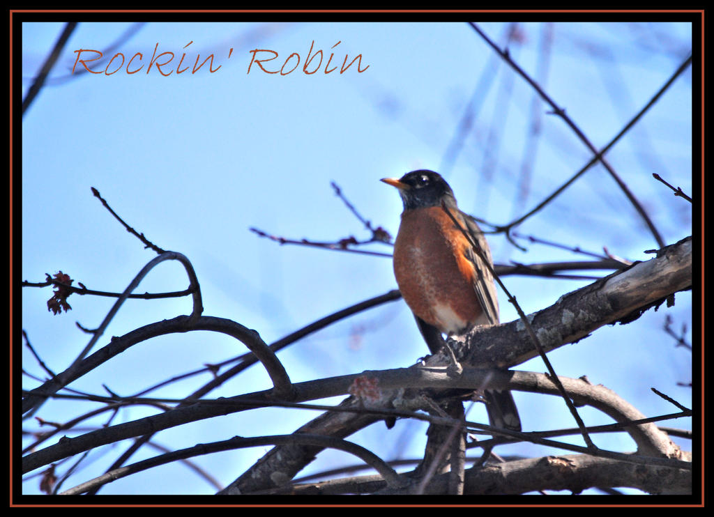 Red Robin Rocking Rockin Robin by TThealer56 on DeviantArt