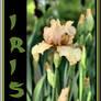 Iris IV