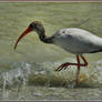 Ibis