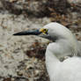 Portrait of an Egret..