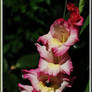 Gladiolus