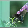 Dreamy Pipevine Swallowtail