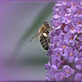 Dreamy Honey Bee