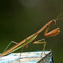 Praying Mantis