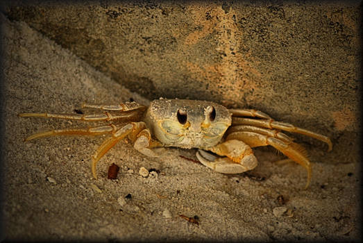 Feeling A Bit Crabby?