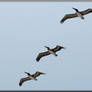 A Flight Of Pelicans