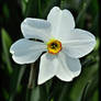 Narcissus poeticus