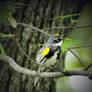 Yellow Rumped Warbler