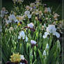 Iris Show