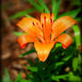 A Simple Orange Lilly