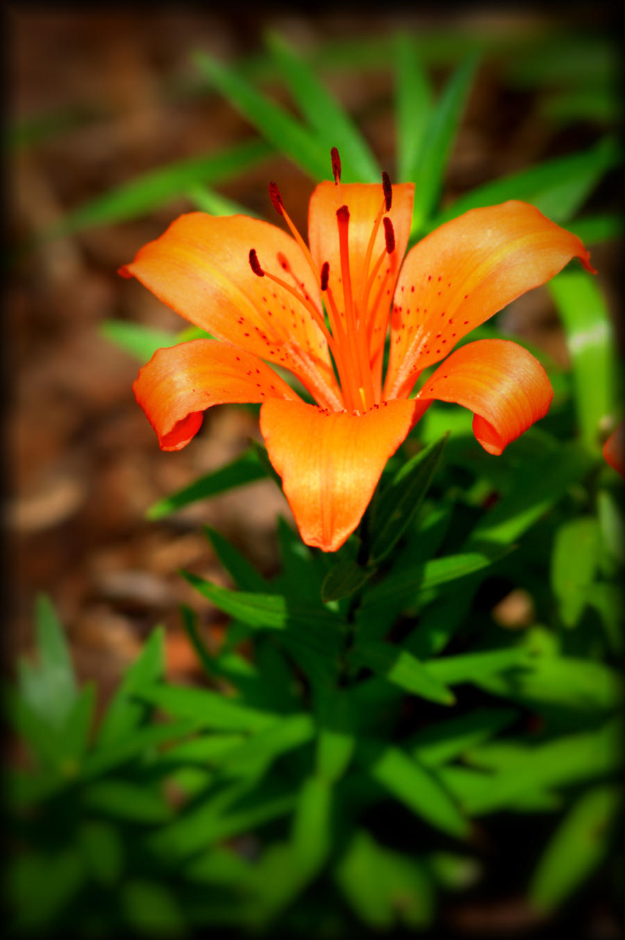 A Simple Orange Lilly