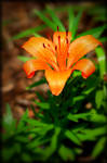 A Simple Orange Lilly by TThealer56