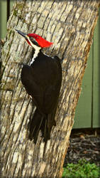 Pileated Woodpecker