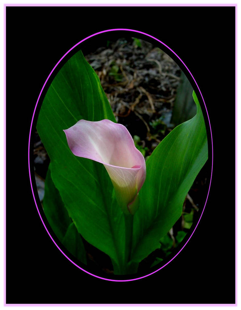 A Calla For Lady Alice by TThealer56 on DeviantArt
