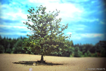 Desolate Tree