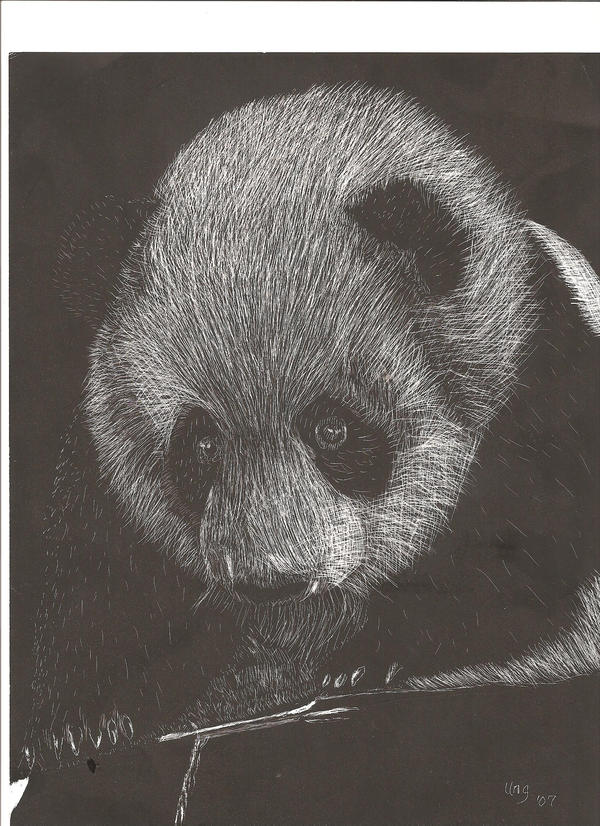 Scratch Board Panda by AzureSkys on DeviantArt