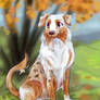 Australian Shepherd - color study