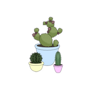 Cactus Design