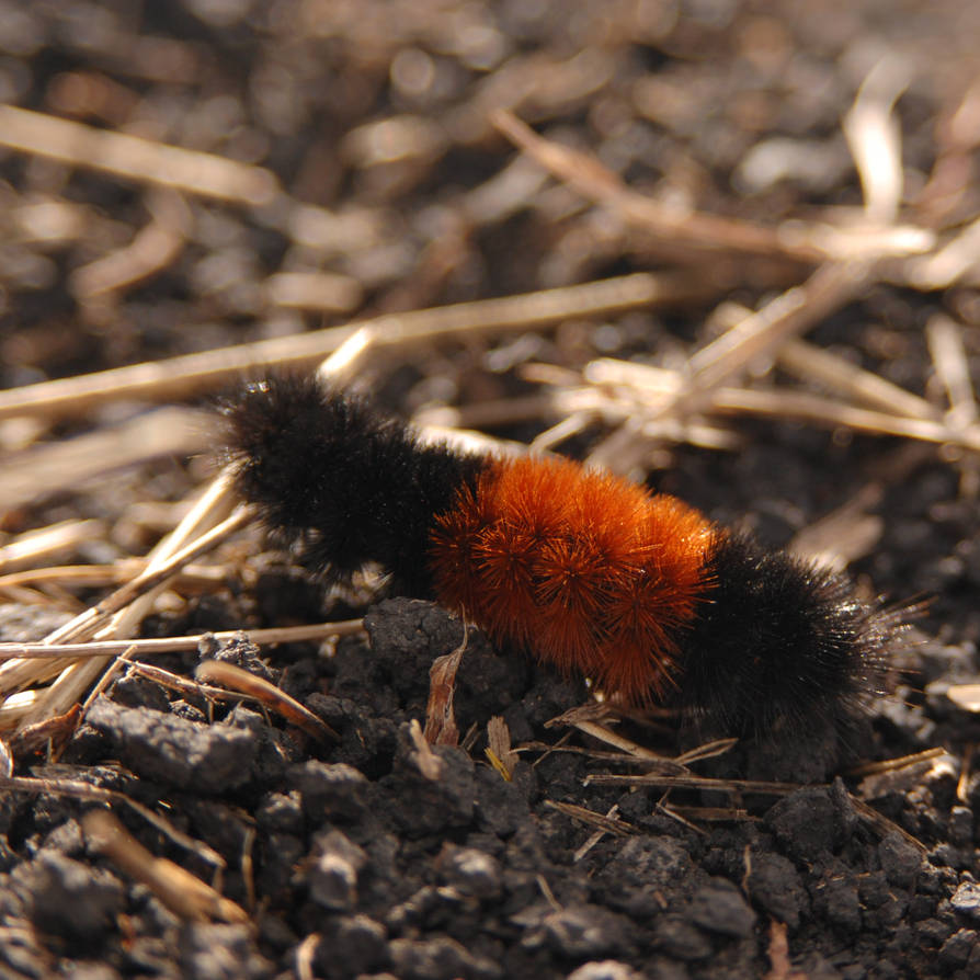 Mis Fuzzy mr. fuzzy by misticloudz on DeviantArt