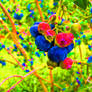 acid berries