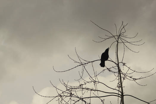 Crow