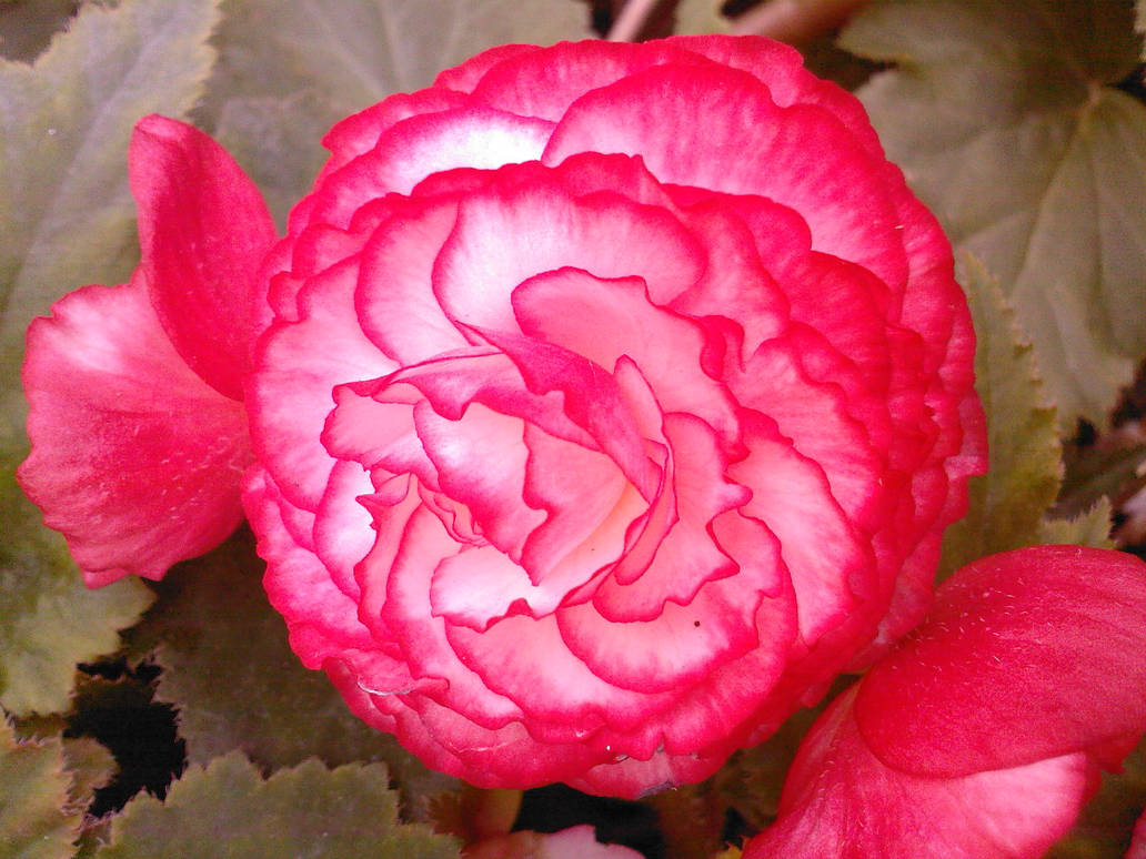 Roz Bombon Flower... by Asenev on DeviantArt