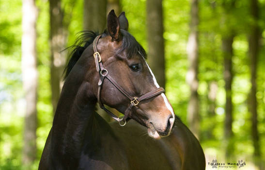 Brown Danish Warmblood 7