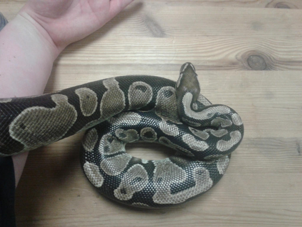 Python Regius II by TheElvenJedi on DeviantArt