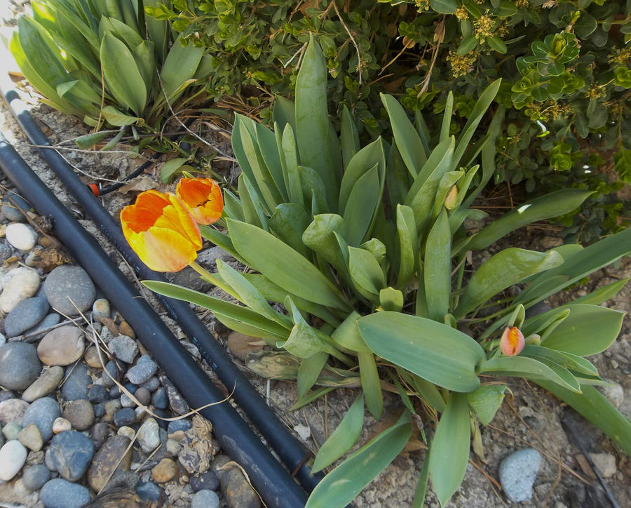 Orange Tulips