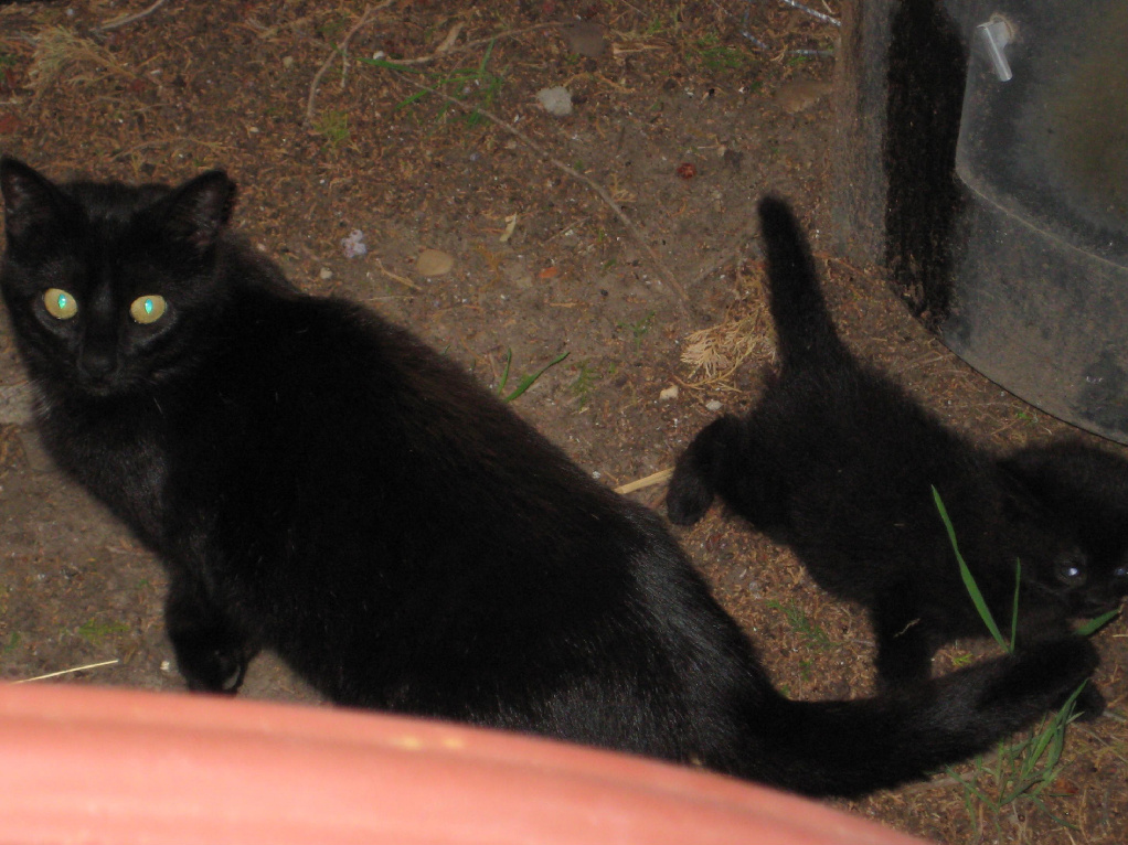 Midnight and Scamper