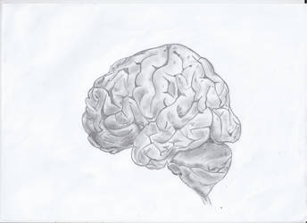 Brain